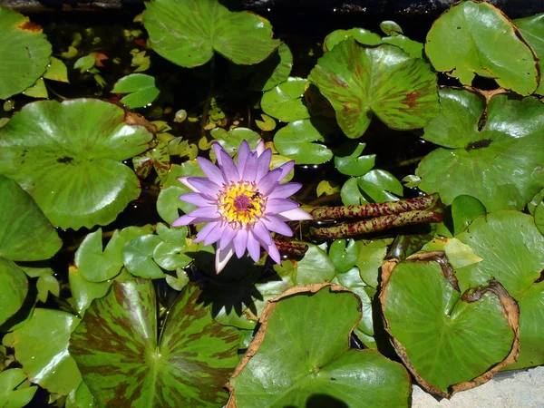 Blue star water lily