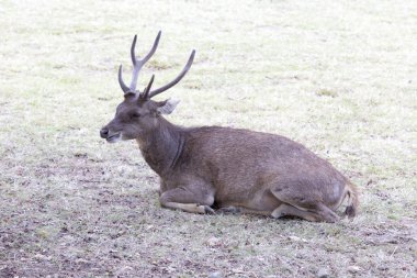 Flores rusa geyiği dinleniyor