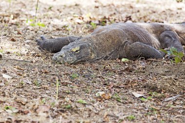 Komodo Dragon Komodo Ulusal Parkı içinde
