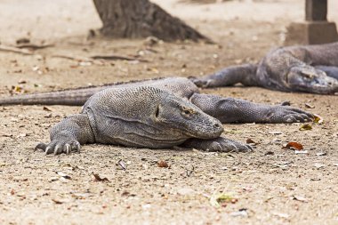 Komodo Dragon Komodo Ulusal Parkı içinde