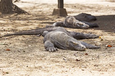 Komodo dragon görünümü