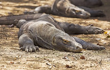 Komodo Dragon fotoğraf