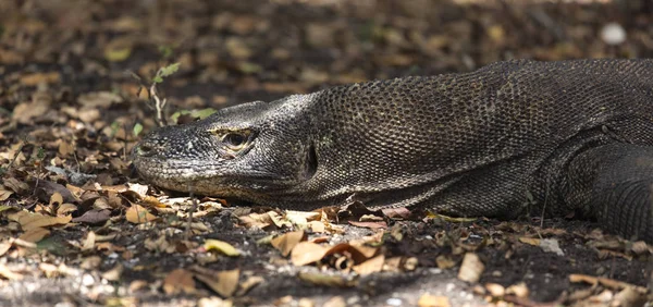 Dragon de Komodo (Varanus komodoensis) ) — Photo