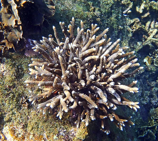 Korallrev med hårda acropora koraller — Stockfoto