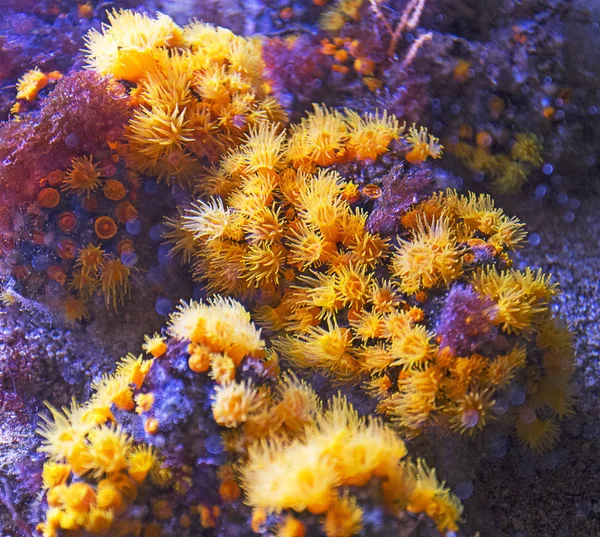 Group of yellow corals — Stock Photo, Image