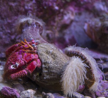 Bir Anemone Yalnızcıl Yengeç Close-Up 