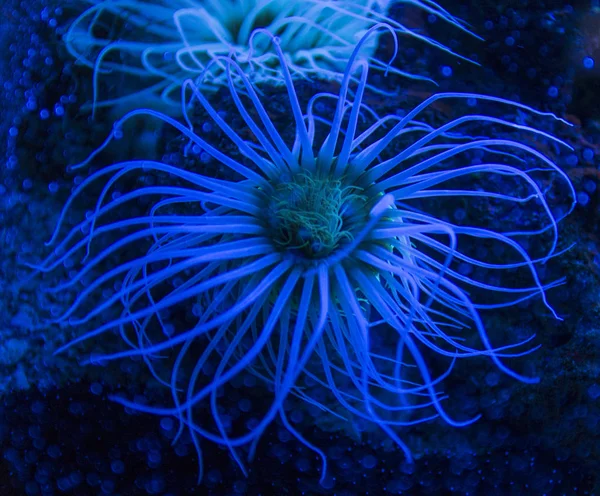 Zylinderanemone (Cerianthus membranaceus)) — Stockfoto