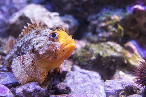 Scorpionfish close up — Stock Photo, Image