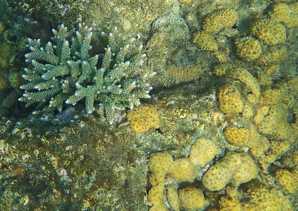 Vida marinha subaquática, — Fotografia de Stock