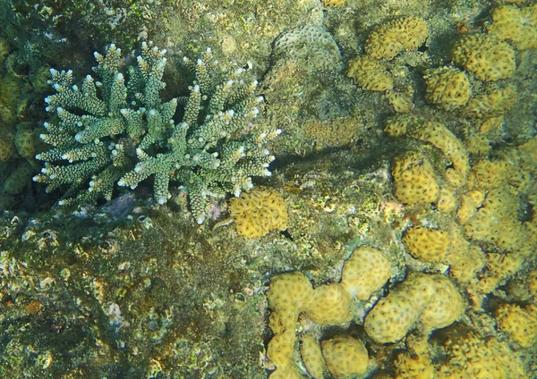 Su altı Deniz Hayatı, — Stok fotoğraf