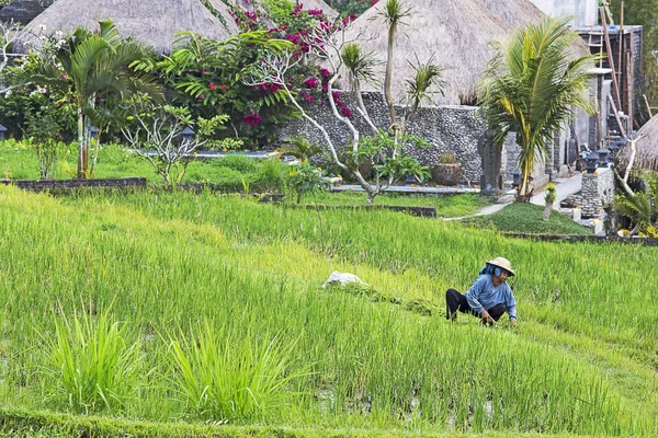 Trabajando en los arrozales —  Fotos de Stock