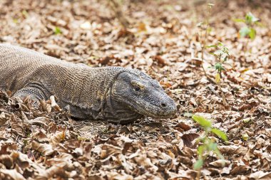dünyanın en büyük kertenkele 