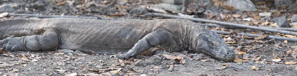 Komodo ejderhası (Varanus komodoensis) — Stok fotoğraf