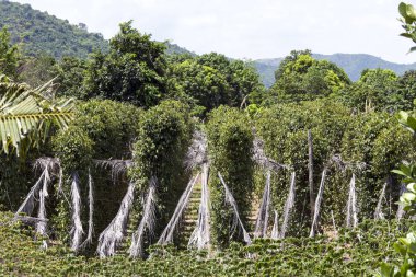 Pepper plantation in Kampot  clipart