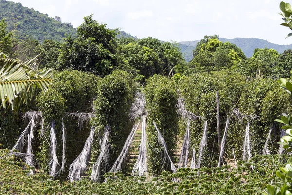 Peper plantage in Kampot Stockafbeelding