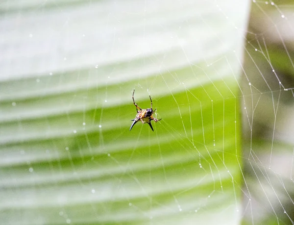 Web で待機している庭のクモ — ストック写真