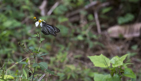 Le papillon tropical, Vietnam — Photo