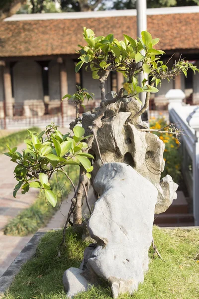 Bonsai av Ficus — Stockfoto