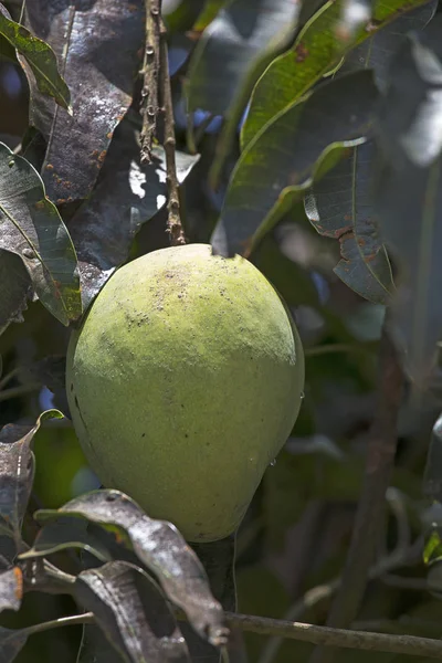 Fruta de manga na árvore — Fotografia de Stock