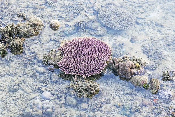 Rafa koralowa w czasie odpływu, Indonezja — Zdjęcie stockowe
