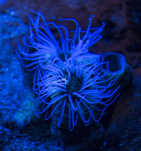 Coloured tube anemone — Stock Photo, Image