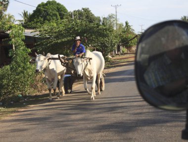 iki inek Malindi tarafından değiştiren adam