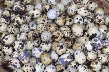 Bir avuç bıldırcın yumurtası. 