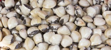 Taze kabuklu deniz ürünleri istiridye Üstten Görünüm 