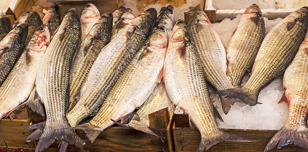 Pescado fresco en el mercado de Vucciria —  Fotos de Stock