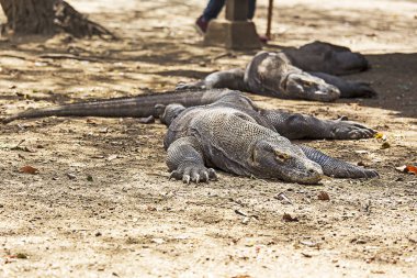 Komodo dragon görünümünde Komodo Adası