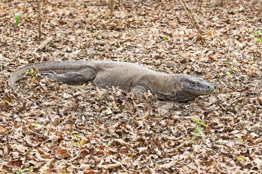 Komodo dragon görünümü 
