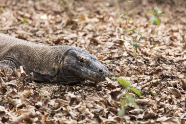 Komodo dragon görünümünde Komodo Adası