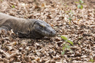 Komodo dragon görünümünde Komodo Adası
