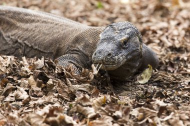 Komodo dragon görünümü