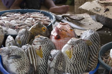 Flores bir piyasada balık