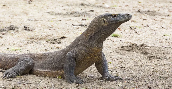 Vue du dragon de Komodo sur l'île de Komodo — Photo