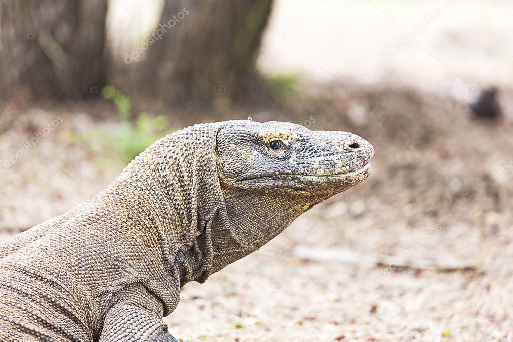 Komodo dragon view 