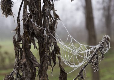 donmuş örümcek ağı