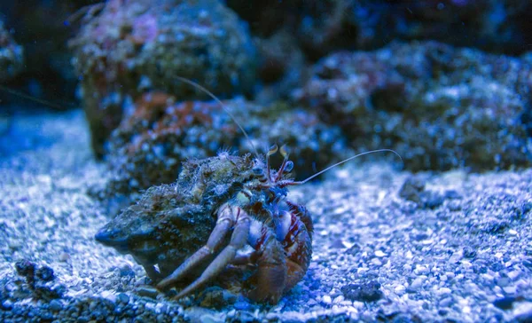 Smuk eremit krabbe - Stock-foto