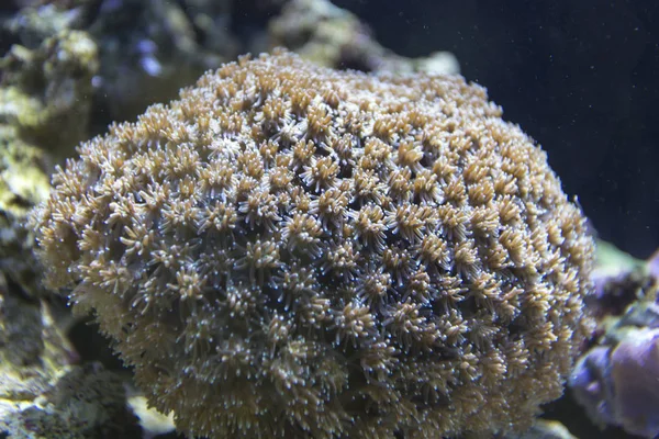 Leuchtende Korallengoniopora — Stockfoto