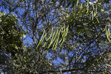 Ormanda bitki yetiştirmek