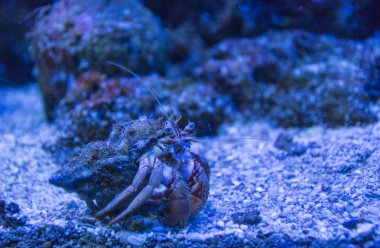 pavurya görünümü