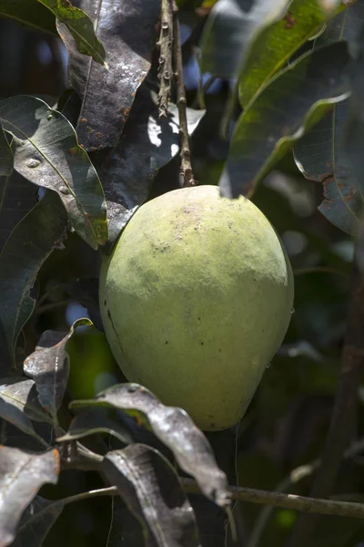 Grøn mango på træ i plantage - Stock-foto