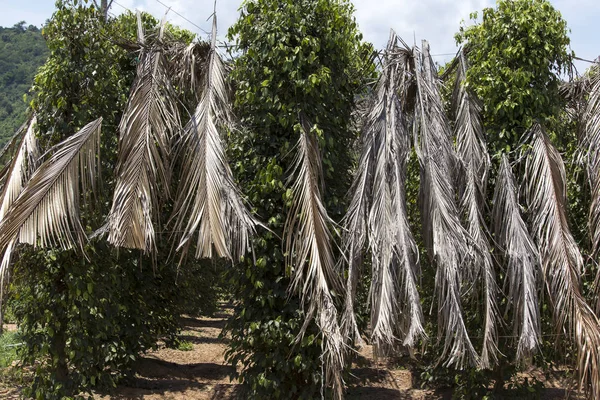 Plantação de pimenta em Kampot — Fotografia de Stock