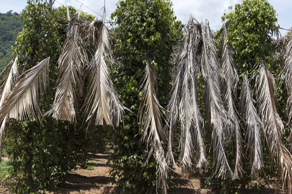 Pepperbeplantning i Kampot – stockfoto