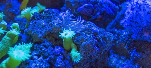 Mercan görünümü kapatın — Stok fotoğraf