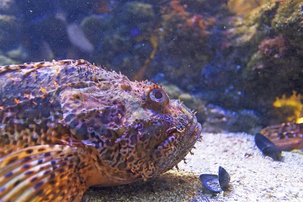 Fish scorpion fish underwater