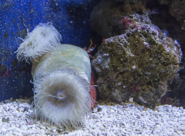 A beautiful white sea anemone — Stock Photo, Image