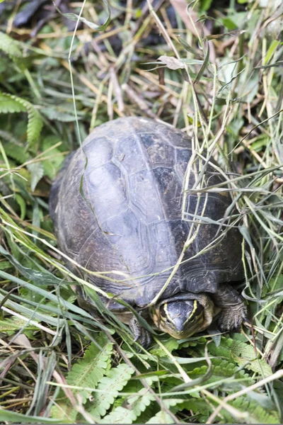 Smuk asiatisk æske skildpadde - Stock-foto