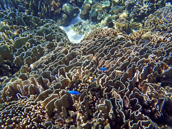 Güzel mercan resif sualtı — Stok fotoğraf